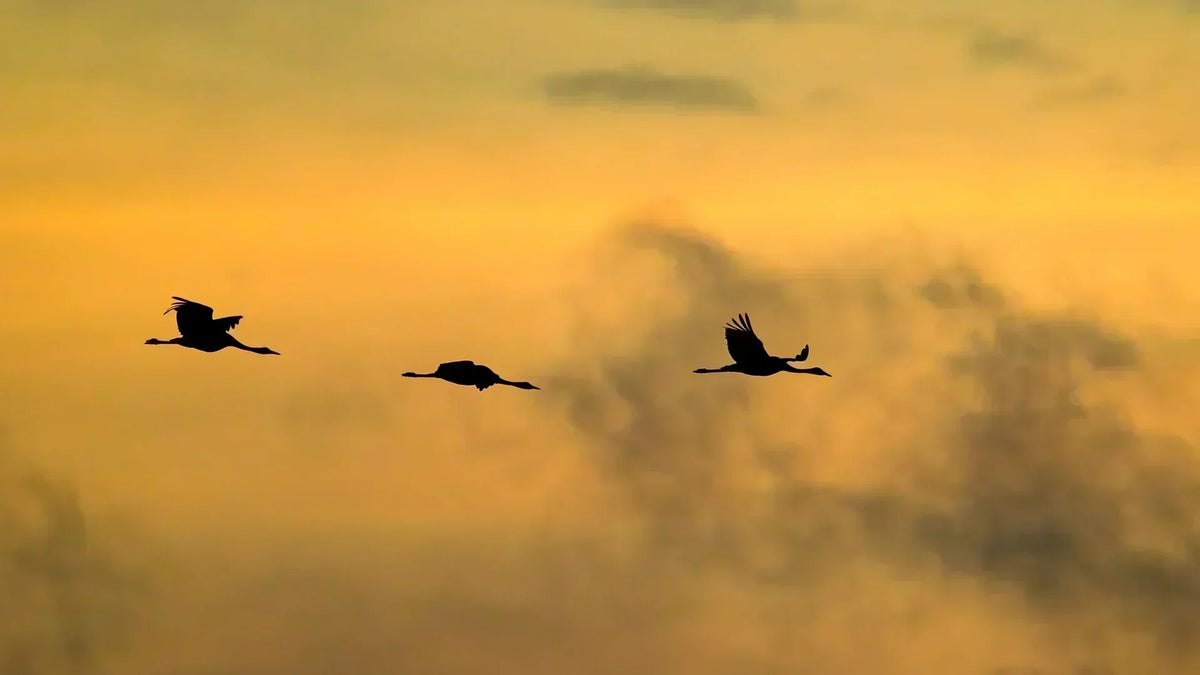 Inside BRITA’s partnership with the Wildfowl & Wetlands Trust